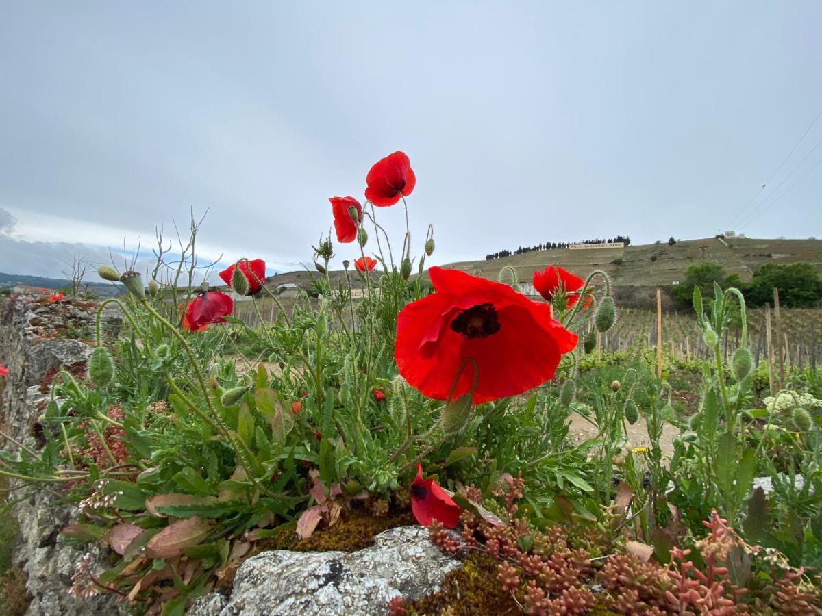 Le Pavillon De L'Hermitage - Spa Ouvert D'Avril A Octobre Tain-lʼHermitage Dış mekan fotoğraf